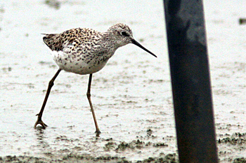 Marsh Sandpiper