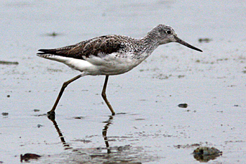 Common Greenshank