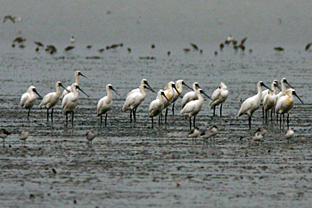 Black-faced Spoonbill