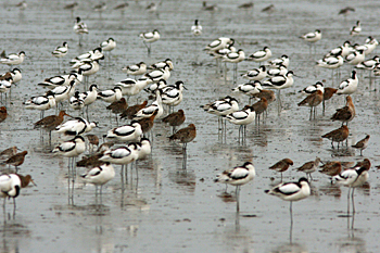 Avocets and Godwits