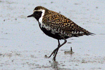 Pacific Golden Plover