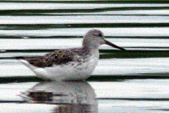 Nordmann's Greenshank
