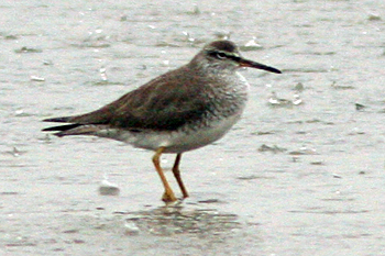 Grey-tailed Tattler