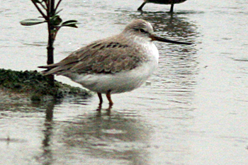 Terek Sandpiper