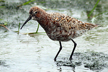 Curlew Sandpiper