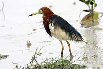 Chinese Pond Heron