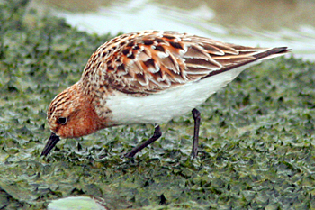 Red-necked Stint