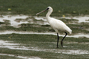 Black-faced Spoonbill
