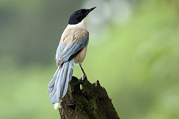 Azure-winged Magpie