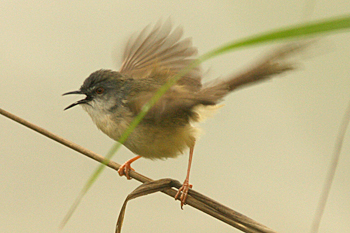Yellow-bellied Prinia