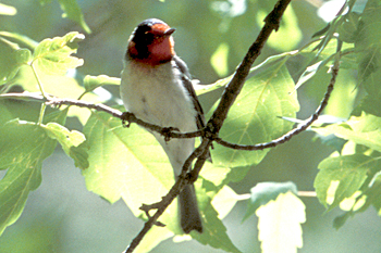 Red-faced Warbler