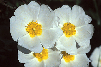 Cistus