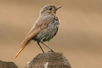 Black Redstart