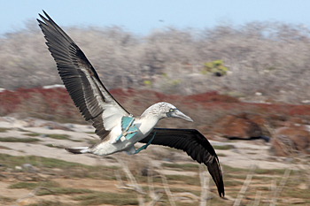 Booby landing