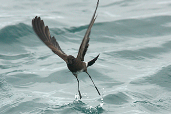 Elliot's Storm-petrel