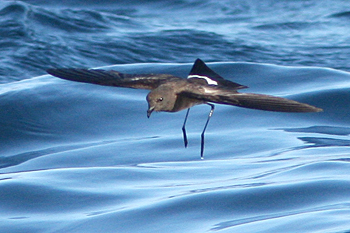Elliot's Storm-petrel