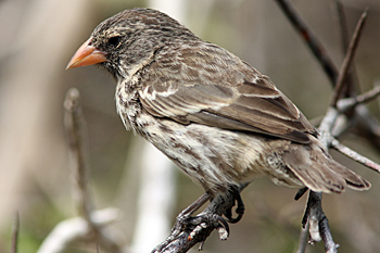 Finch species