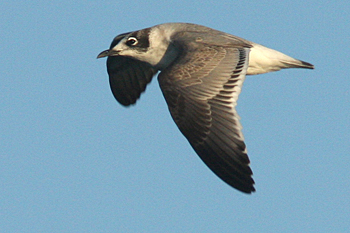 Franklin's Gull