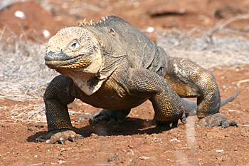 Land Iguana