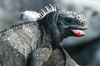 Marine Iguana
