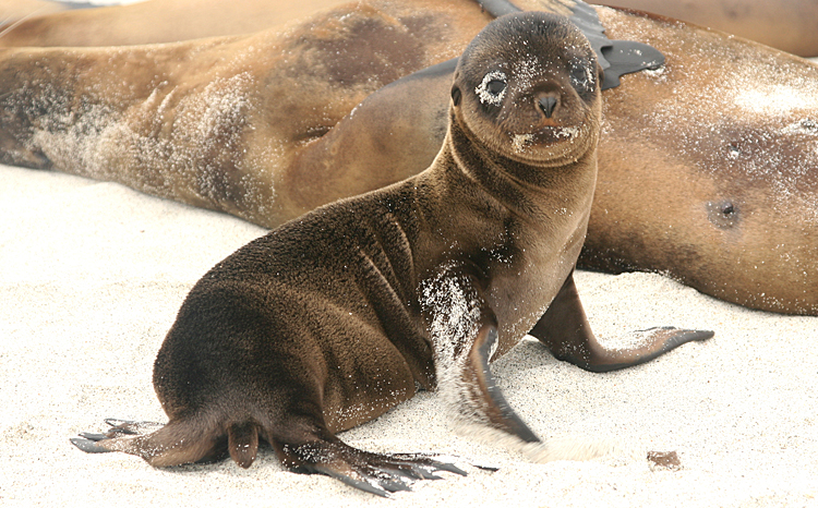 Baby Sealion