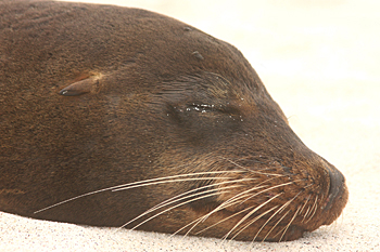 Snoozy Sealion