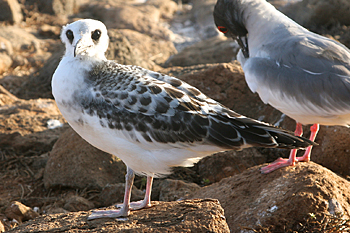 Juvenile Swallow-tailed Gull