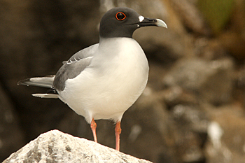 Adult Swallow-tailed Gull