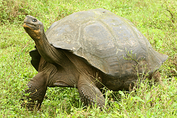 Giant Tortoise