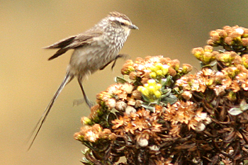Andean Tit-spinetail