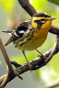 Blackburnian Warbler
