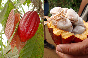 Cocoa Plant