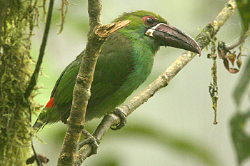 Crimson-rumped Toucanet