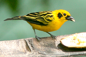 Golden Tanager