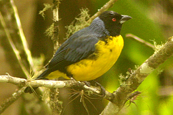 Hooded Mountain-tanager