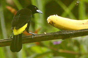 Lemon-rumped Tanager