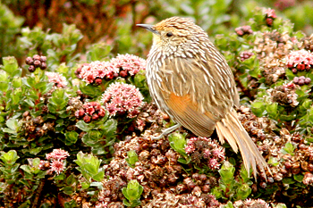 Many-streaked Canastero