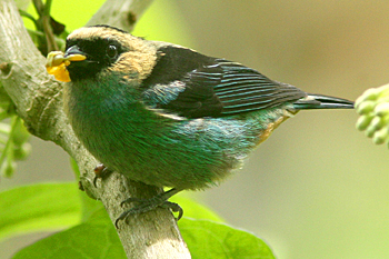 Metallic-green Tanager