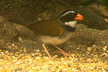 Orange-billed Sparrow