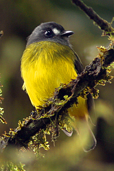 Ornate Flycatcher
