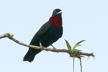 Purple-throated Fruitcrow