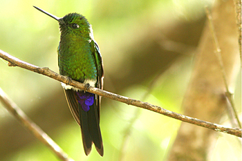 Sapphire-vented Puffleg