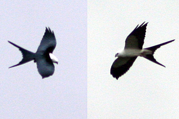 Swallow-tailed Kite
