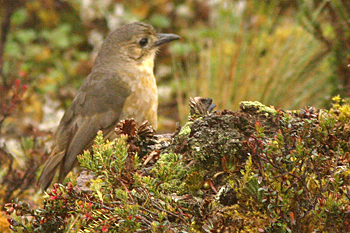 Tawny Antpitta