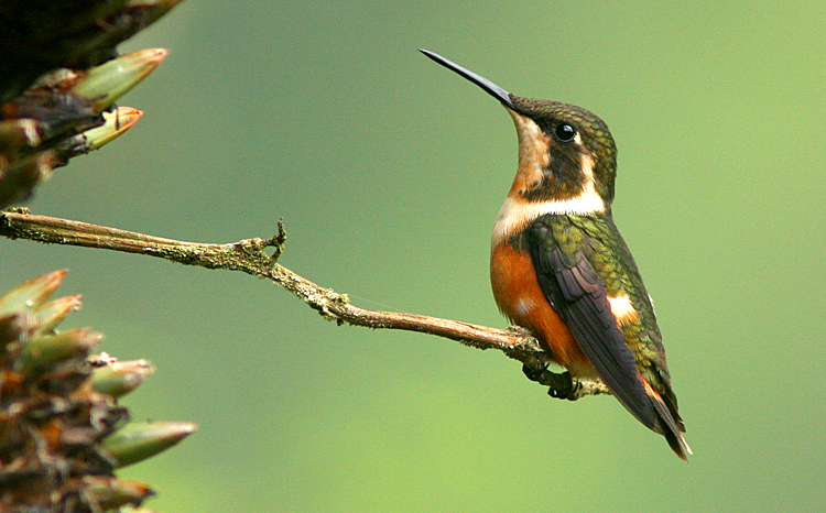 White-bellied Woodstar