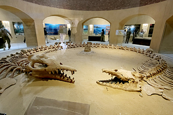 The Valley of the Whales = ...