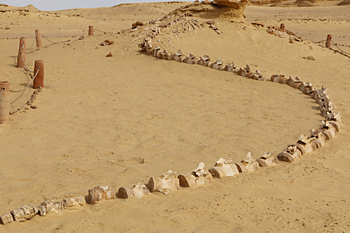 Basilosaurus in situ