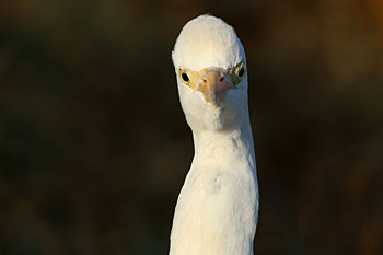 Cattle Egret