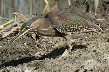 Little Heron