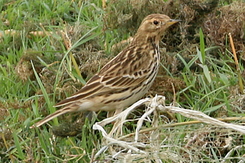 Red-throated Pipit